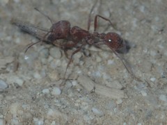 Pogonomyrmex subnitidus