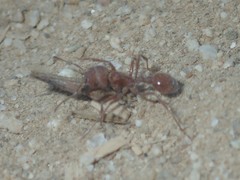 Pogonomyrmex subnitidus