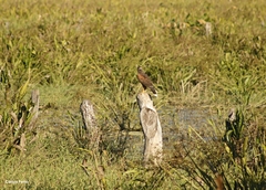 Parabuteo unicinctus