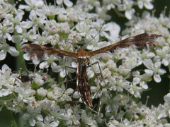 Oxyptilini