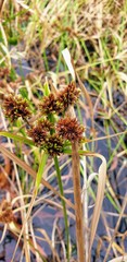 Cyperus vaginatus