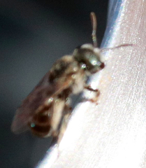 Halictus tripartitus