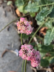 Eriogonum grande rubescens
