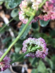 Eriogonum grande rubescens
