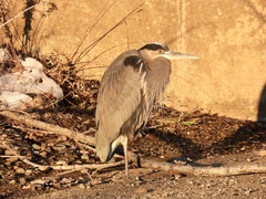 Ardea herodias