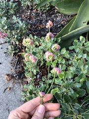 Eriogonum grande rubescens