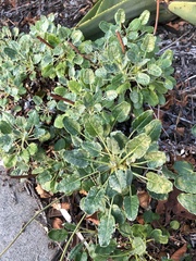 Eriogonum grande rubescens