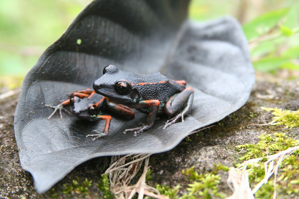Gaige's Rain Frog (Pristimantis gaigei)