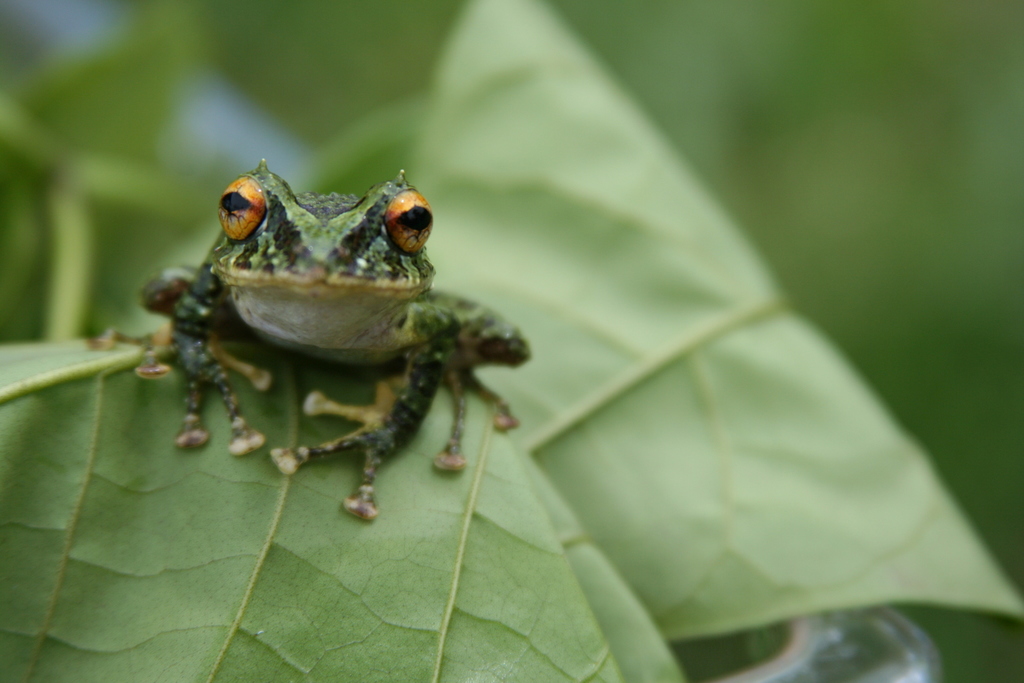 Musical Rain Frog