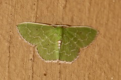 Synchlora irregularia