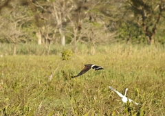 Parabuteo unicinctus
