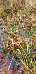 Cyperus vaginatus