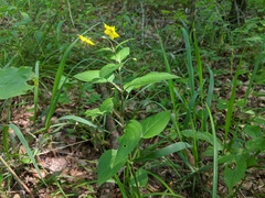 Lysimachia ciliata