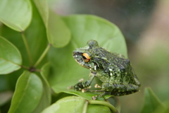 Pristimantis museosus