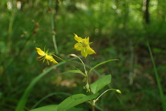 Lysimachia ciliata
