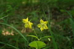 Lysimachia ciliata