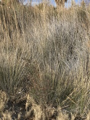 Juncus cooperi