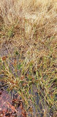 Cyperus vaginatus