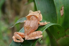 Hemiphractus elioti