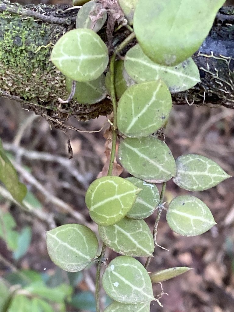 Dischidia ovata