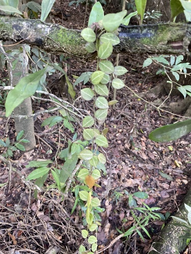 Dischidia ovata