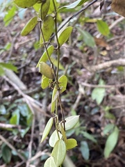 Dischidia ovata, photograph author not stated, no rights reserved