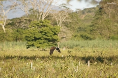 Parabuteo unicinctus