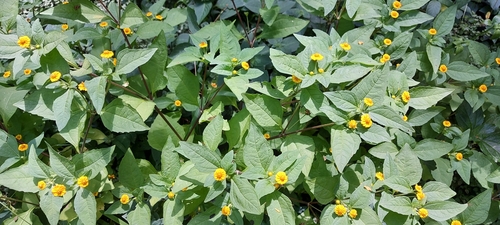 Melampodium divaricatum