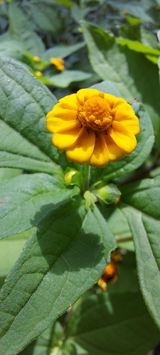 Melampodium divaricatum