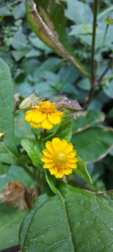 Melampodium divaricatum