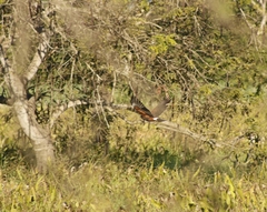 Parabuteo unicinctus