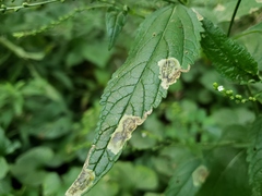 Calycomyza verbenae
