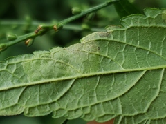 Calycomyza verbenae