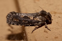 Acrolophus popeanella