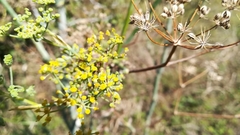 Foeniculum