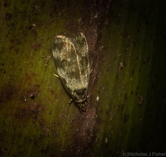 Barea phaulobrya