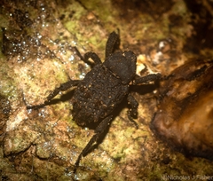 Nechyrus incomptus