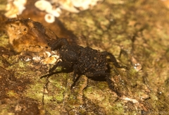 Nechyrus incomptus