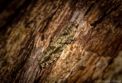 Metrioglypha phyllodes