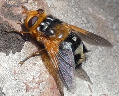 Microtropesa sinuata