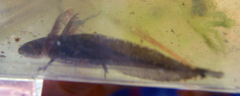 Ambystoma opacum