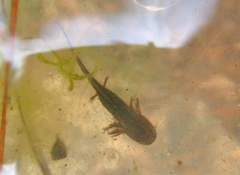 Ambystoma opacum