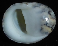Nerita orbignyana