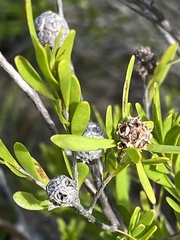 Asteromyrtus lysicephala