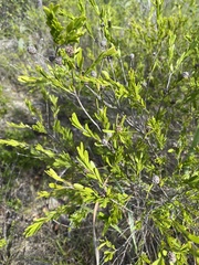 Asteromyrtus lysicephala