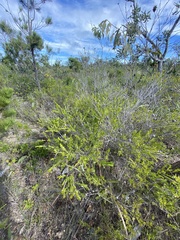 Asteromyrtus lysicephala