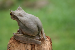 Gastrotheca cornuta