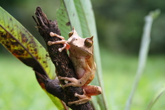 Gastrotheca cornuta