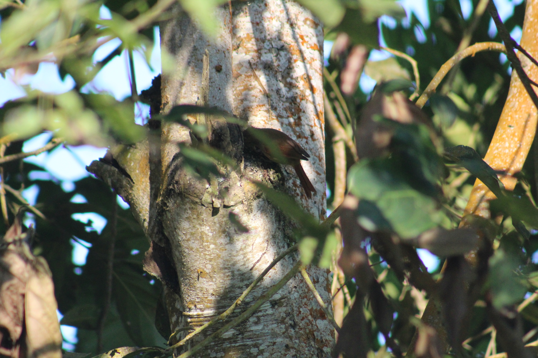 Ash-browed Spinetail (Cranioleuca curtata), photo 6