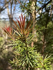 Gompholobium grandiflorum